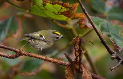 Goudhaantje/Goldcrest
