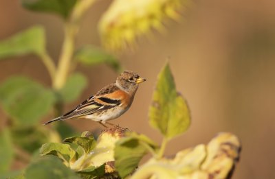 Keep/Brambling