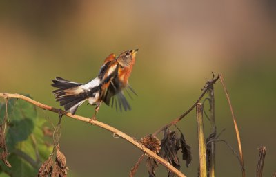 Keep/Brambling