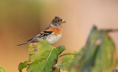 Keep/Brambling