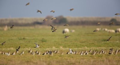 Goudplevier/Golden Plover