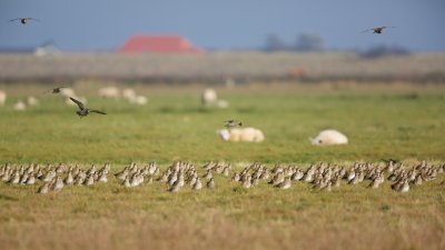 Goudplevier/Golden Plover