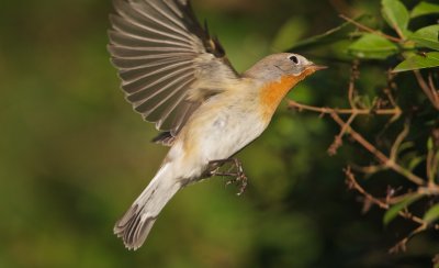 Kleine Vliegenvanger/Red-breasted Flycatcher 