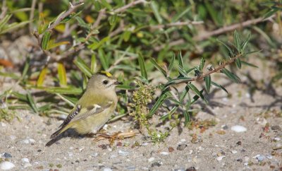 Goudhaantje/Goldcrest