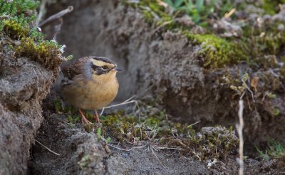 Bergheggenmus/Siberian Accentor