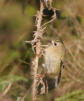 Goudhaantje/Goldcrest