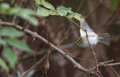 Pallas Boszanger/Pallas's Leaf Warbler