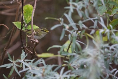 Pallas Boszanger/Pallas's Leaf Warbler