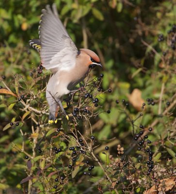 Pestvogel/Waxwing