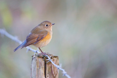 Blauwstaart/Red-flanked Bluetail