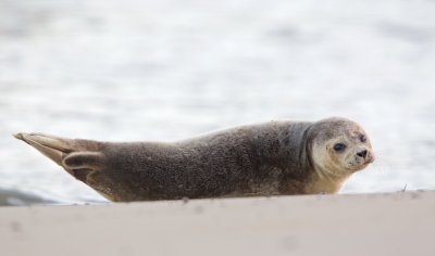 Zeehond/Seal