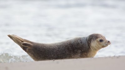 Zeehond/Seal