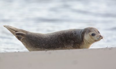 Zeehond/Seal