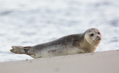 Zeehond/Seal