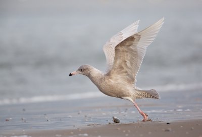 Grote Burgemeester/Glacous Gull