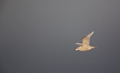 Grote Burgemeester/Glacous Gull