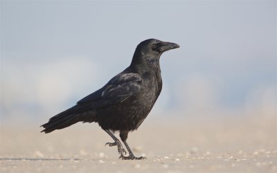 Zwarte Kraai/Carrion Crow