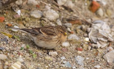 Frater/Twite