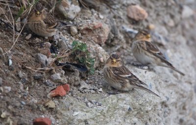 Frater/Twite