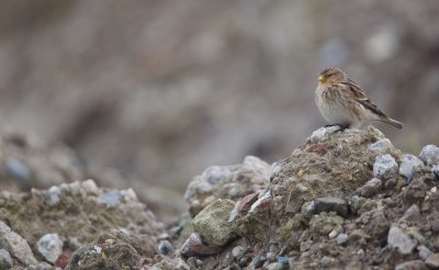 Frater/Twite