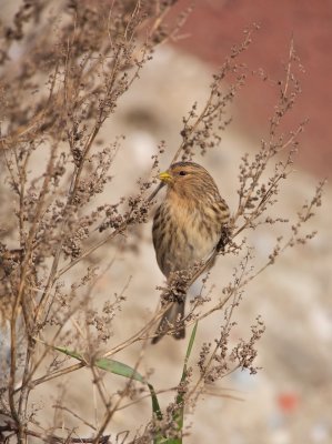 Frater/Twite