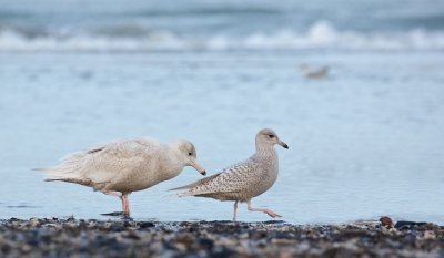 Kleine- en Grote Burgemeester/Iceland- and Glacous Gull 
