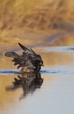 Zwarte Kraai/Carrion Crow