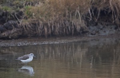 Groenpootruiter/Greenshank