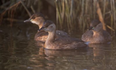 Dodaars/Little Grebe