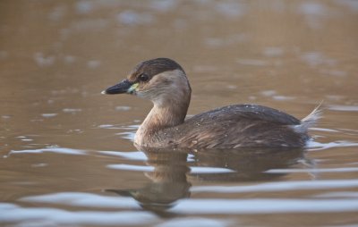 Dodaars/Little Grebe