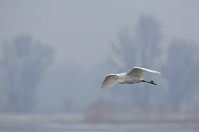 Grote Zilverreiger/Great Egret