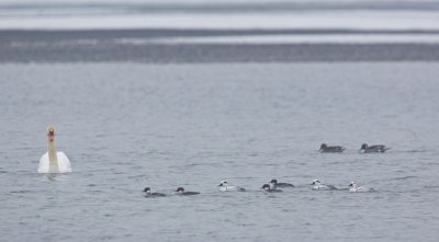 Nonnetje/Smew