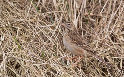 Grote Pieper/Richard's Pipit