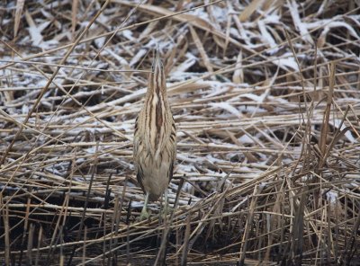 Roerdomp/Bittern