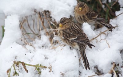 Frater/Twite