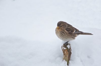 Frater/Twite