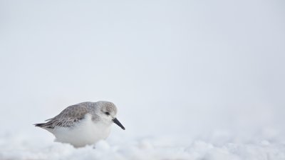 Drieteenstrandloper/Sanderling