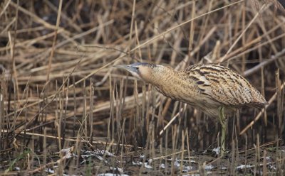 Roerdomp/Bittern