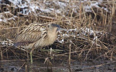 Roerdomp/Bittern