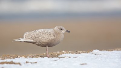 Kleine Burgemeester/Iceland Gull