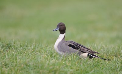 Pijlstaart/Pintail