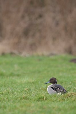 Pijlstaart/Pintail