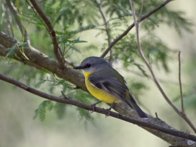 Eastern Yellow Robin (Eopsaltria australis)