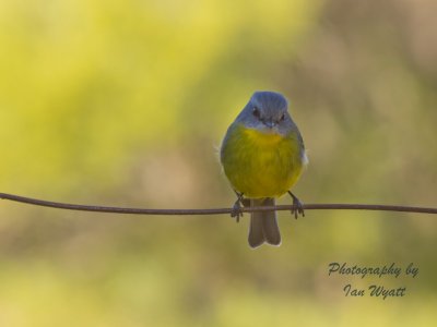 Eastern Yellow Robin (Eopsaltria australis)