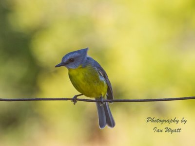 Eastern Yellow Robin (Eopsaltria australis)