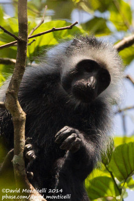 Western Pied Colobus (Colobus polykomos)