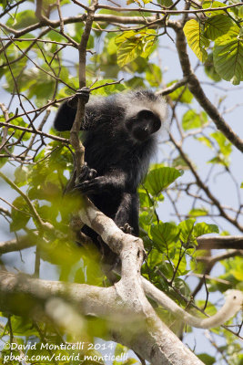 Western Pied Colobus (Colobus polykomos)