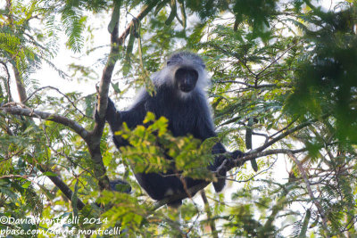 Western Pied Colobus (Colobus polykomos)