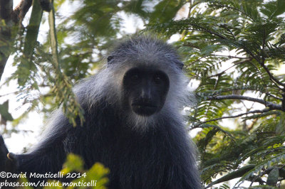 Western Pied Colobus (Colobus polykomos)