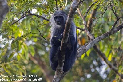 Western Pied Colobus (Colobus polykomos)